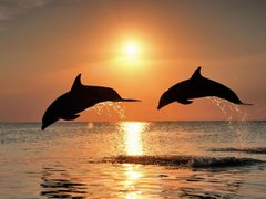 Алмазна вишивка Дельфіни На заході сонця 40х30 см