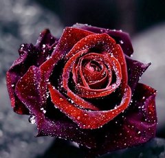 Алмазна вишивка Роса На Троянди 40х40 см