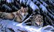 Алмазная мозаика Волки На Снегу 50х30 см DM-280 фото 1 с 3
