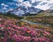 Картина по номерам Альпийский луг, 40x50 см, Brushme BS34648 фото 1 с 3