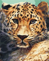 Картина за номерами Портрет леопарда, 40х50 см, Brushme