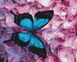 Картина по номерам Бабочка на цветах, 40x50 см, Brushme BS21627 фото 1 с 3