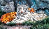 Алмазна мозаїка Тигри На Відпочинку 50х30 см