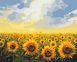 Картина по номерах із пофарбованими сегментами Поле соняшників, 40x50 см, Brushme PBS135 зображення 1 з 2
