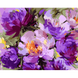 Картина по номерам Фиолетовые пионы, © maryna_hryhorenko__, 40х50 см, Santi 4823099543823 фото 1 с 2