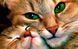 Алмазна вишивка Кішка З Кошеням 40х25 см DM-247 зображення 1 з 5