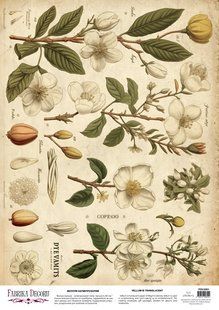 Веллум з малюнком Spring Botanical Story Магнолії, А3, 29,7х42 см, 90 г/м&sup2;, аркуш, Fabrika Decoru