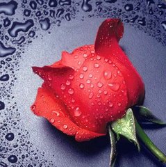 Алмазная вышивка Красная Роза 22х24 см