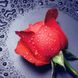 Алмазна вишивка Червона Троянда 22х24 см DM-005 зображення 1 з 4