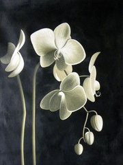 Алмазная вышивка Цвет Орхидеи 40х50 см